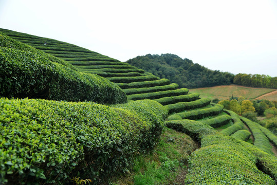 茶山