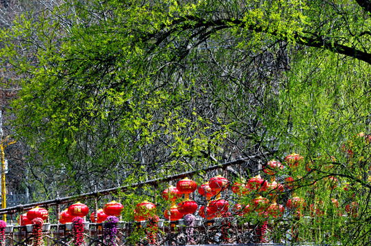 康县花桥村