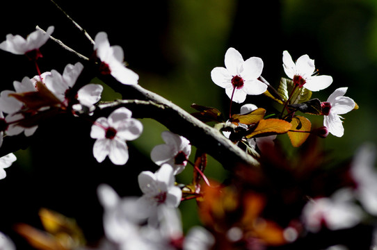 李子花