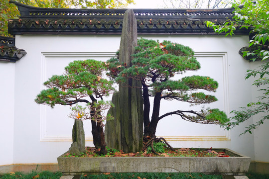 岳王庙照壁假山松树盆景