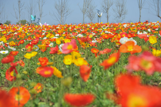 花田