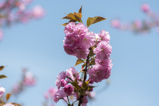 樱花