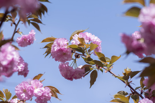 樱花