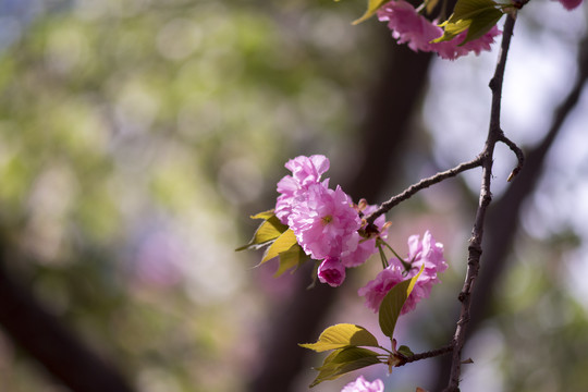 樱花