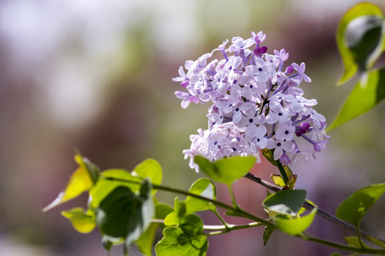 丁香花