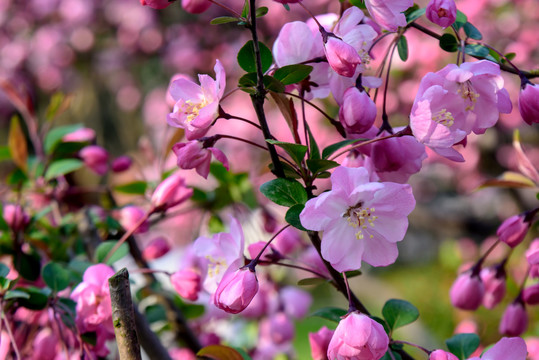 垂丝海棠花