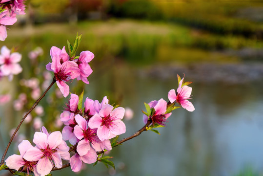 桃花盛开