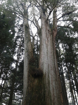 阿里山神木