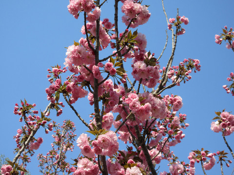 樱花