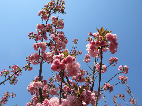 樱花