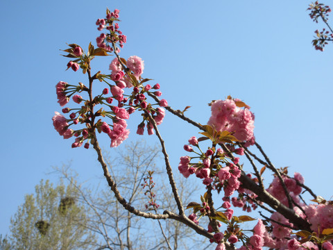 樱花