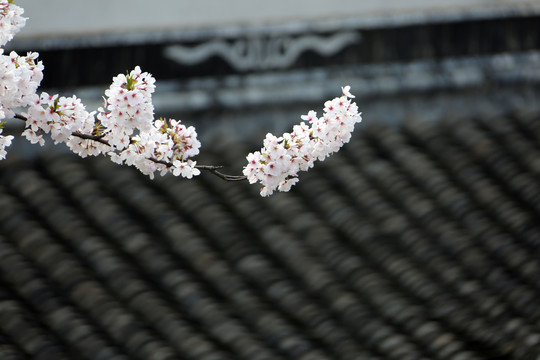 樱花