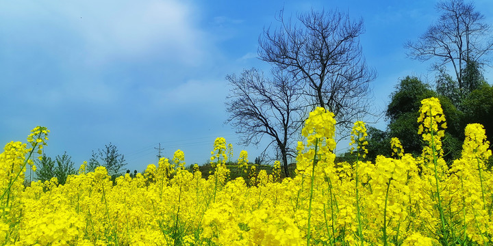 油菜花