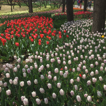 郁金香花海