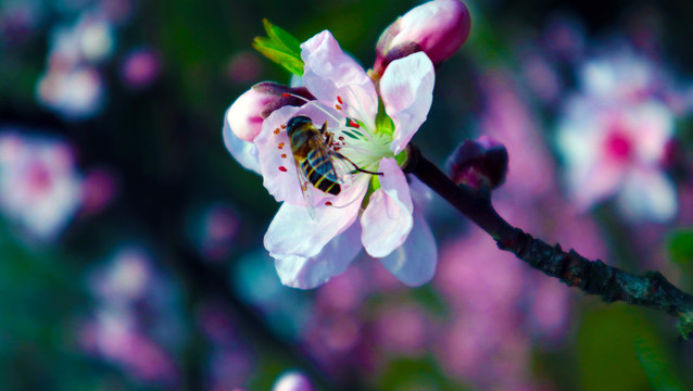 春天桃花蜜蜂