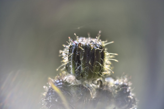 野花花蕾上的水珠