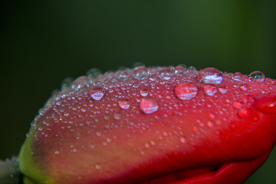 郁金香花瓣上的水珠