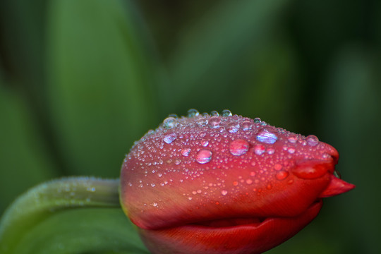 高清郁金香花瓣上的水珠