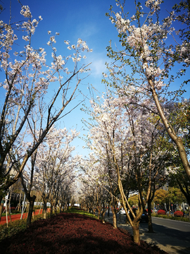 城市绿化景观樱花林