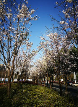 城市绿化景观樱花林