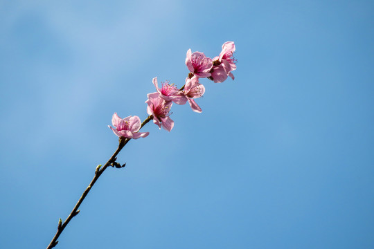 一枝桃花