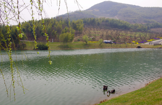 青山绿水天鹅湖