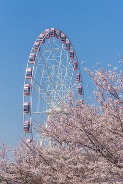 浪漫樱花