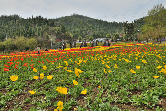 三峡奇潭花海