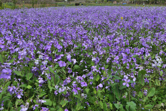 三峡奇潭花海