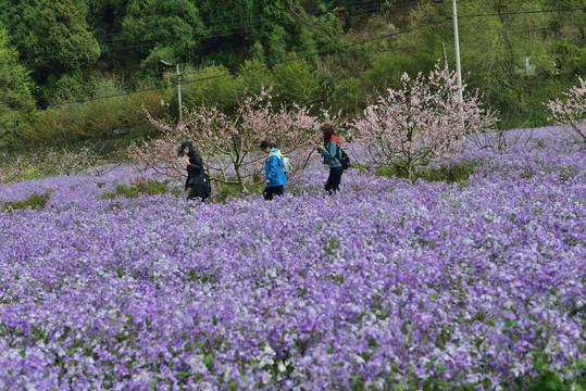 三峡奇潭花海