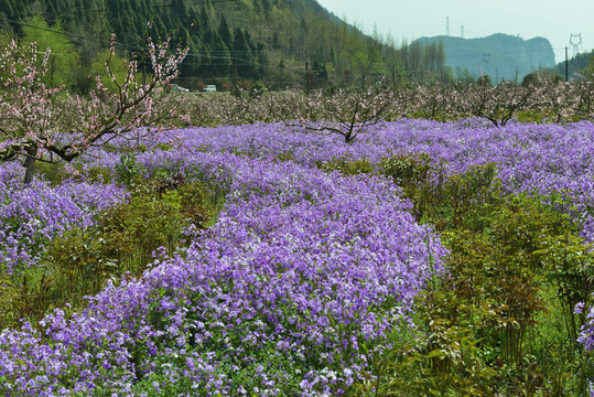 三峡奇潭花海