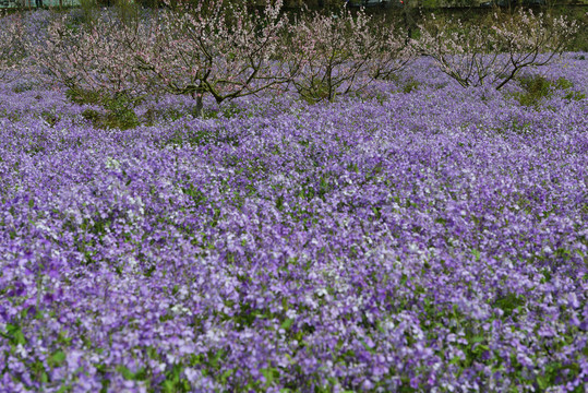 三峡奇潭花海