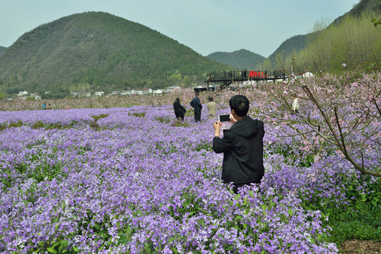 三峡奇潭花海