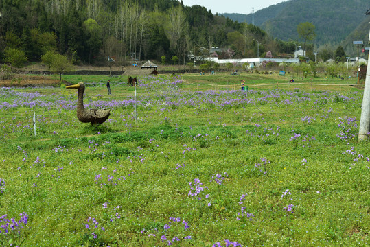 三峡奇潭花海