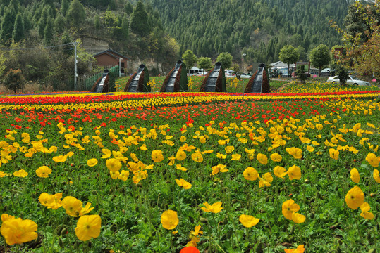 三峡奇潭花海