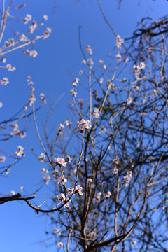 蓝天下的桃花