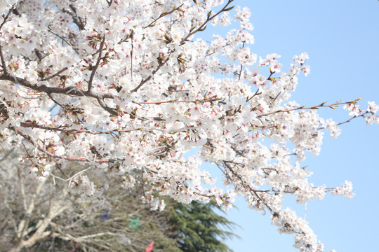 樱花烂漫