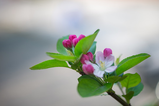 海棠花