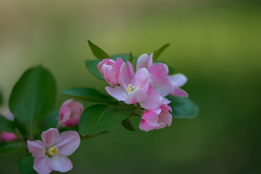 海棠花