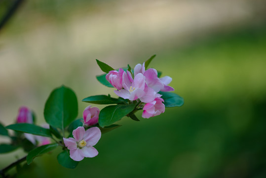 海棠花