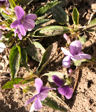 紫花苜蓿