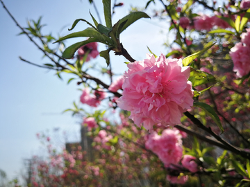 春天的花朵