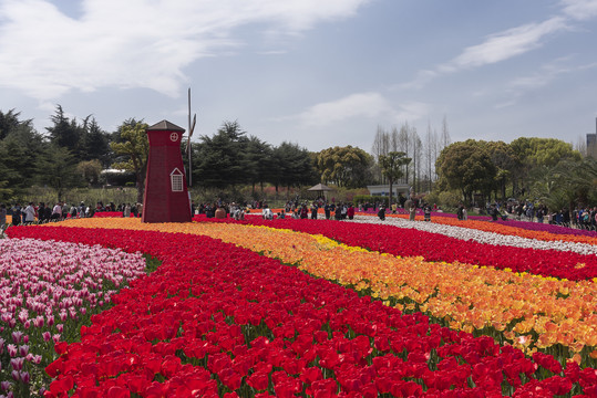 郁金香花海