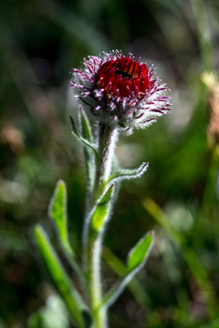 风毛菊