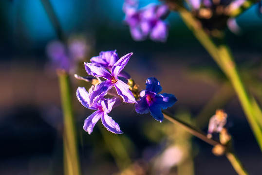 紫花