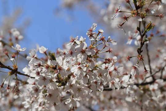 樱花