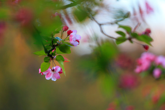 海棠花开