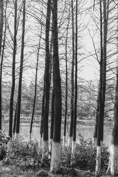 黑白森林树木手机壁纸