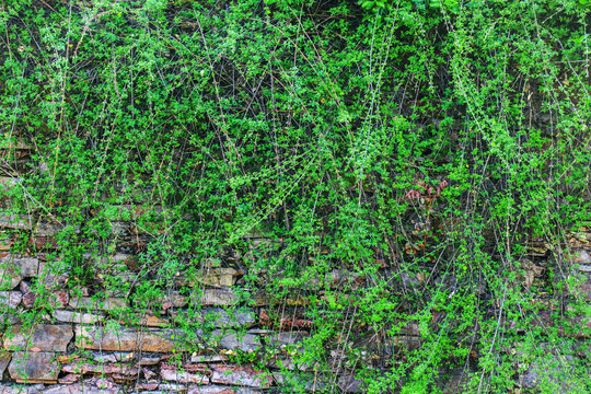 绿化墙背景绿叶墙