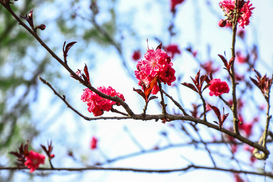 桃花